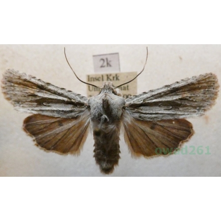 Lithophane ornitopus (Hufnagel, 1766) Drewnica dąbrówka Croatia2k